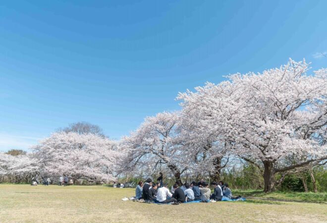 【お花見の季節】
