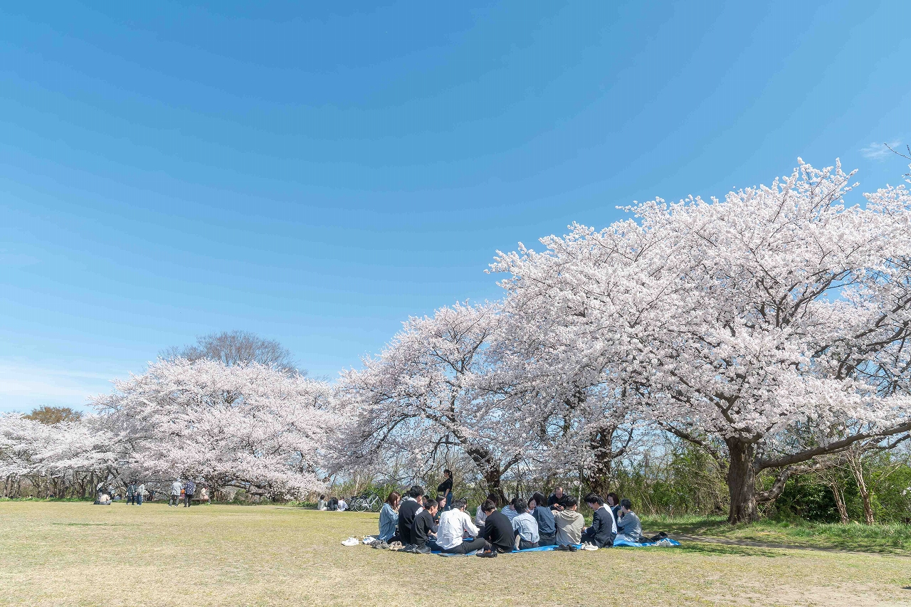 【お花見の季節】