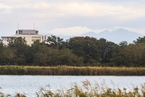 鳥屋野潟公園の白鳥