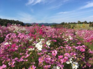 国営越後丘陵公園(長岡市)