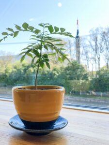 食べれる植物カレーリーフ