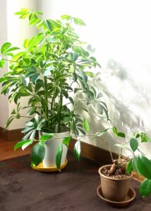 実は大役!植物たちの活躍現場