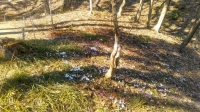 ことばの小窓「雪国植物園が春を告げている!」