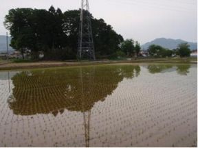 1/fの揺れと5月の居心地