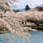 桜と残雪の妙高山