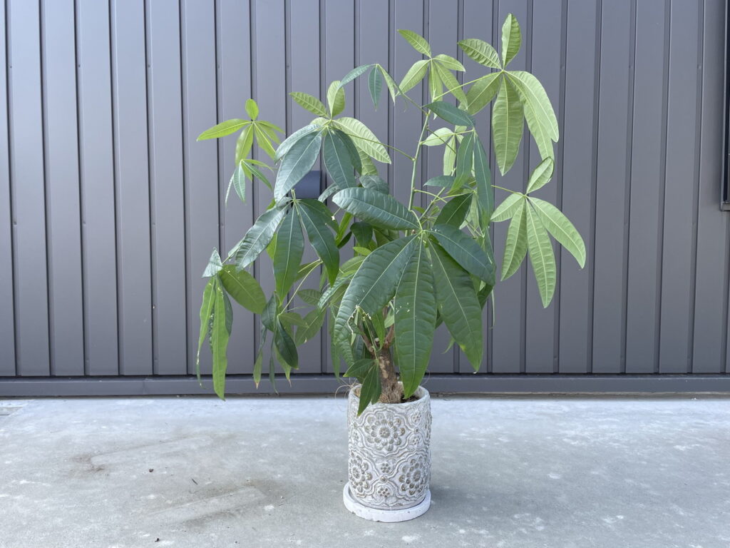 観葉植物のある暮らし―植え替えのコツ―