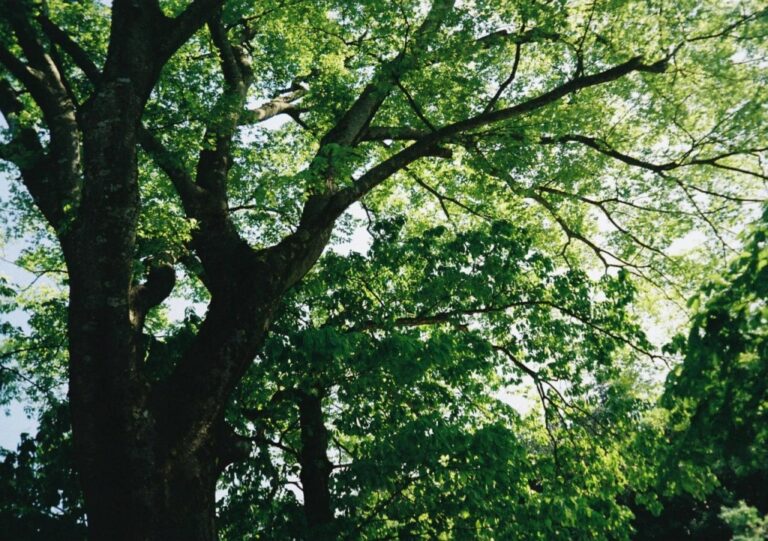 フィルムカメラで撮った樹木