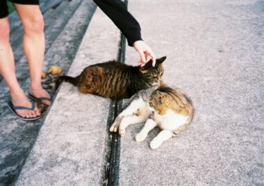 フィルムカメラで撮った猫たち