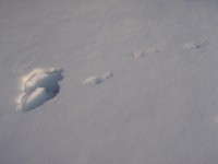 雪の上だと分かった時:ドボン